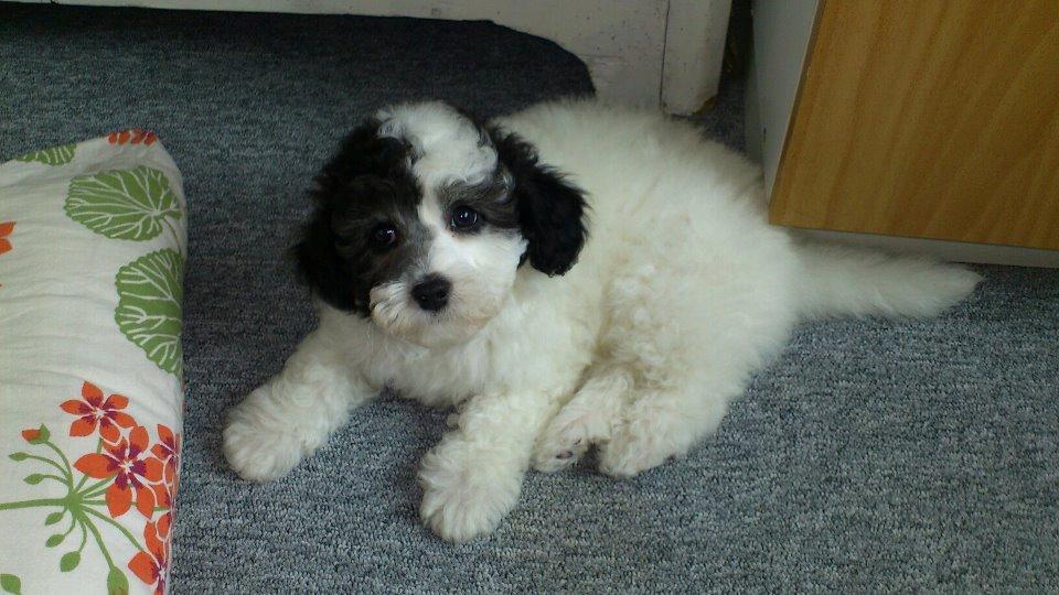 Blanding af racer Lui - rigtig fin efter at have været i bad billede 7