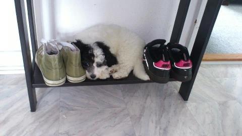 Blanding af racer Lui - så fandt man ham sovende på skoreolen. hmm billede 8