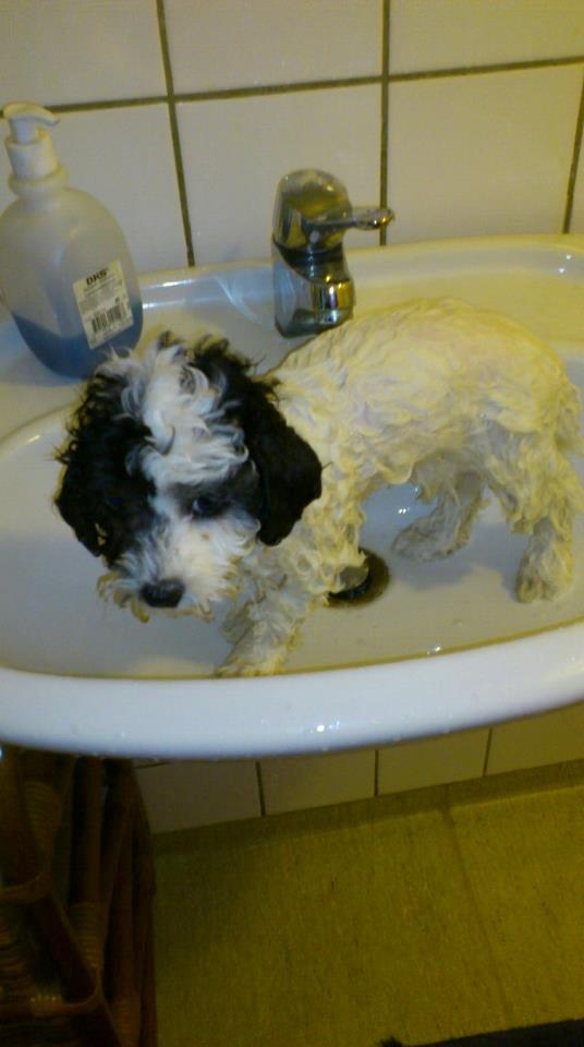 Blanding af racer Lui - lui i bad... :) billede 9