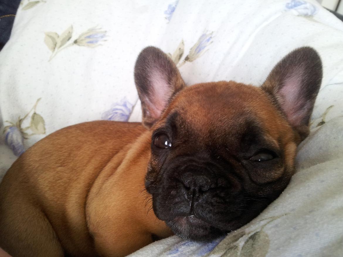 Fransk bulldog Sofus billede 5