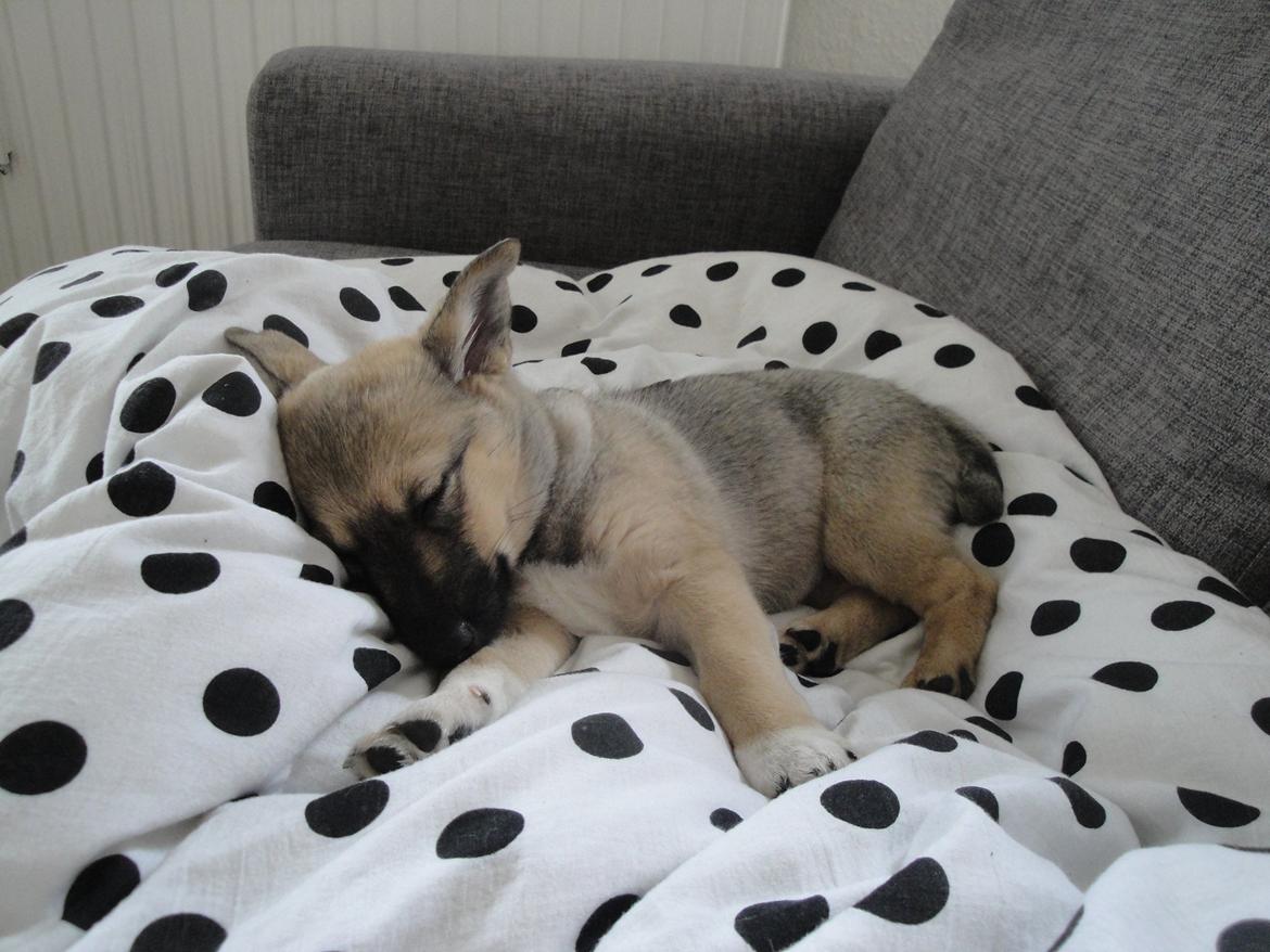 Blanding af racer Aika billede 9