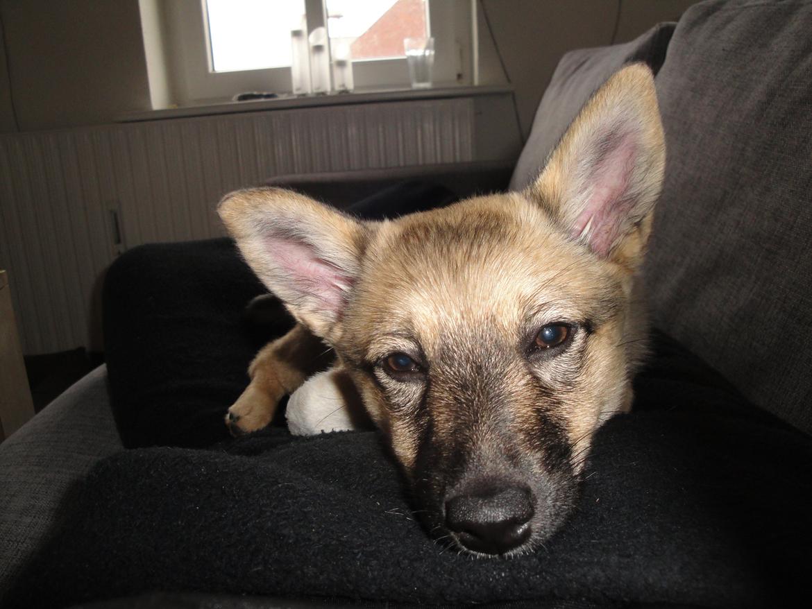 Blanding af racer Aika billede 10