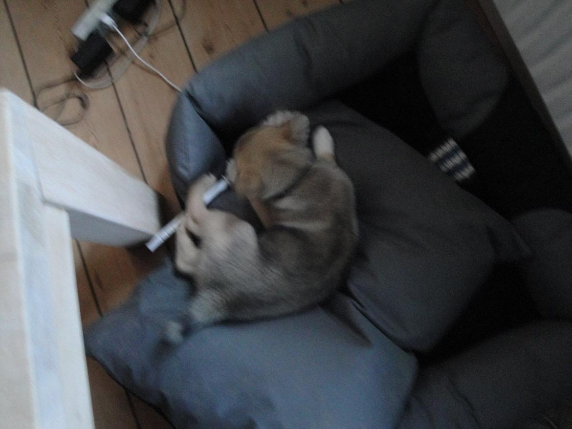 Blanding af racer Aika - DØ toiletbørste DØ!!! billede 11