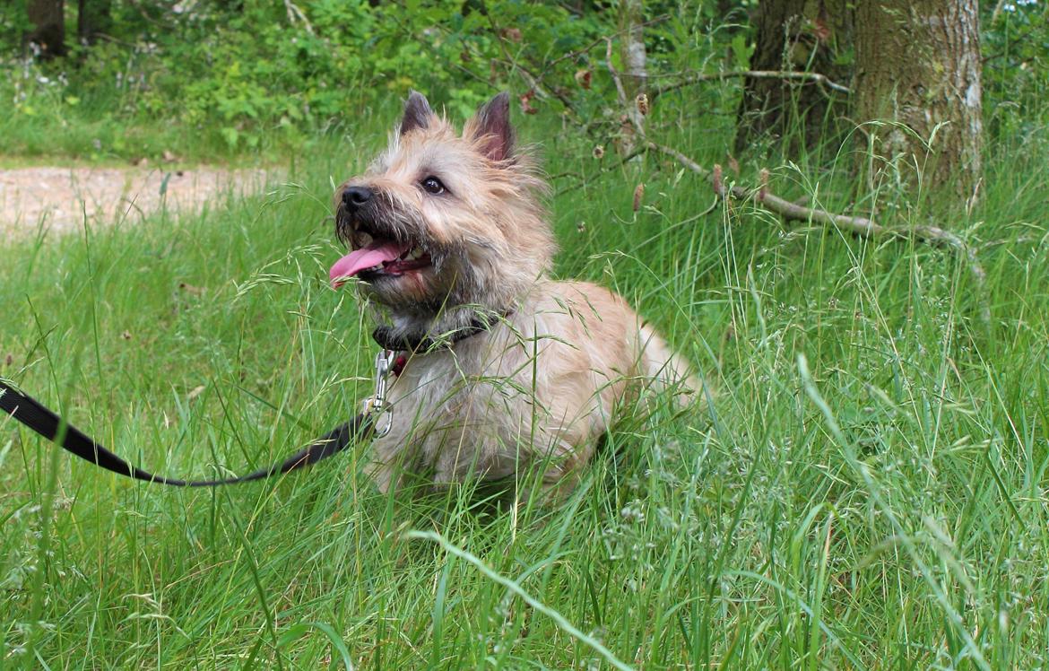 Cairn terrier Nova R.I.P. billede 3