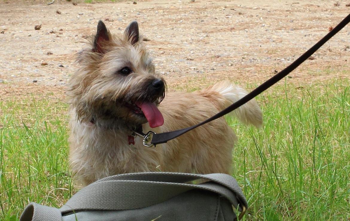 Cairn terrier Nova R.I.P. billede 4