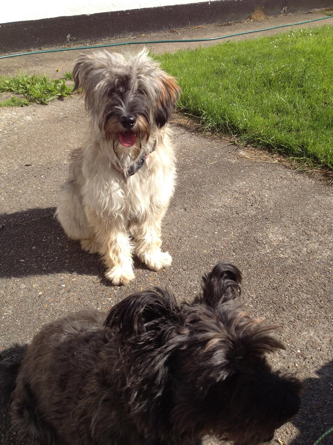 Blanding af racer Lucca billede 1