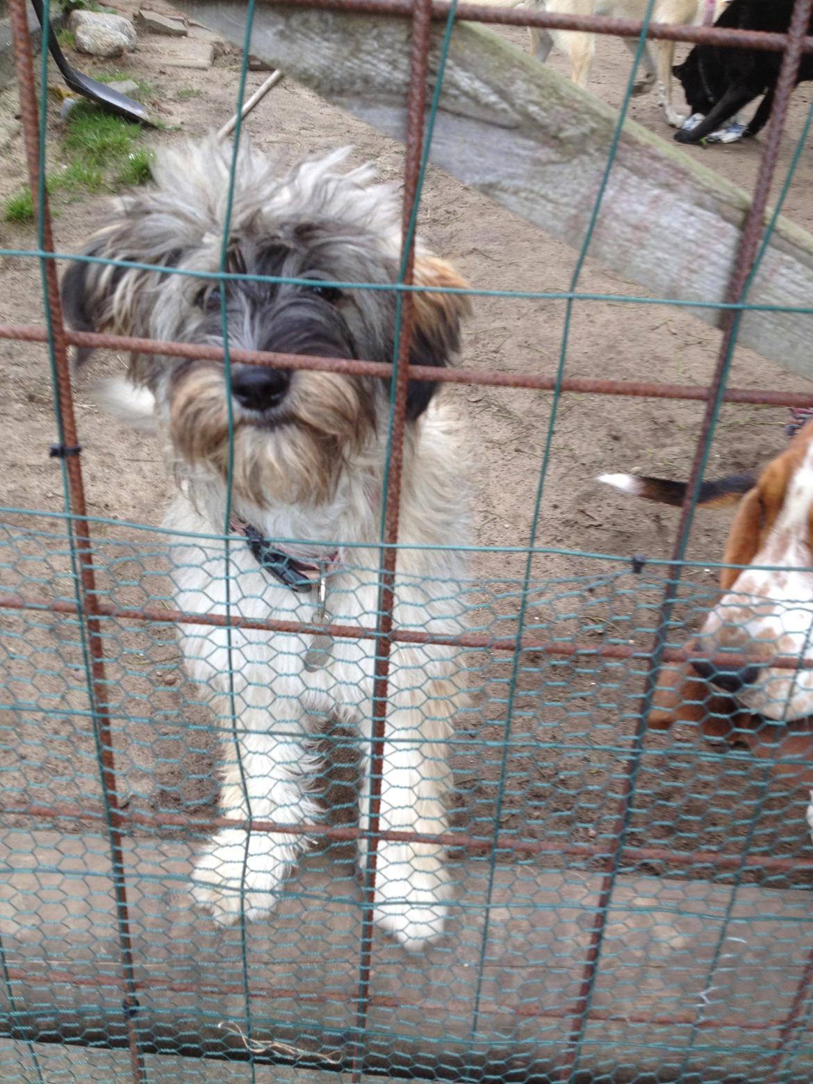 Blanding af racer Lucca billede 2