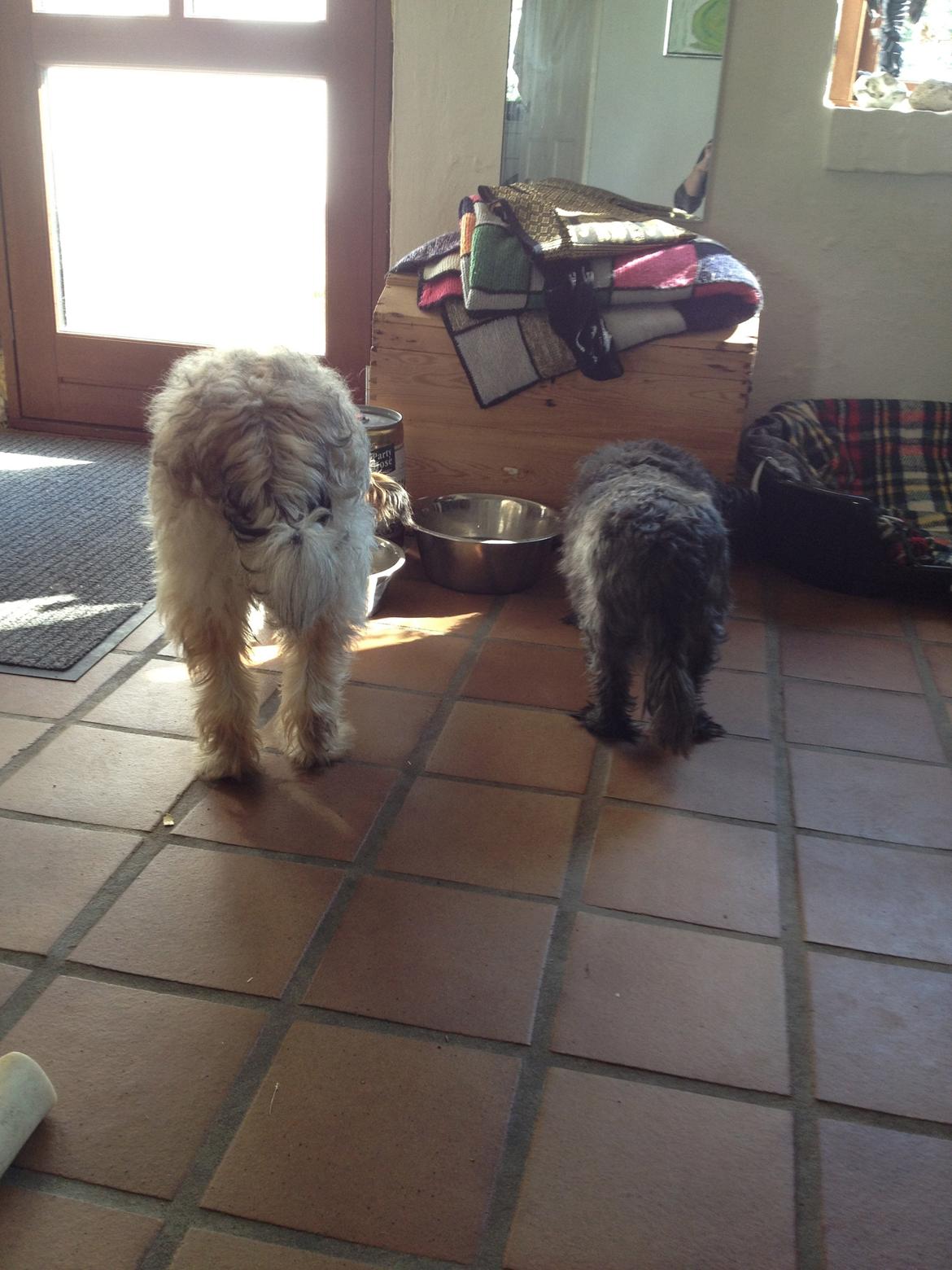 Blanding af racer Lucca billede 3