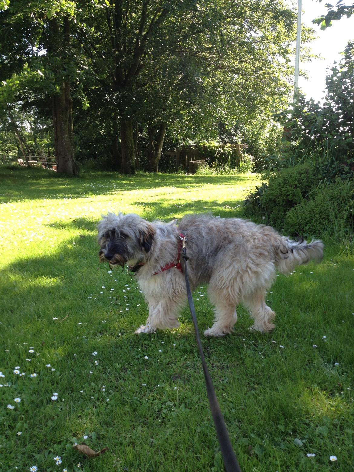 Blanding af racer Lucca billede 4