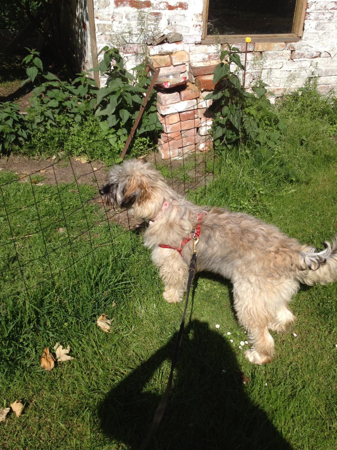 Blanding af racer Lucca billede 5