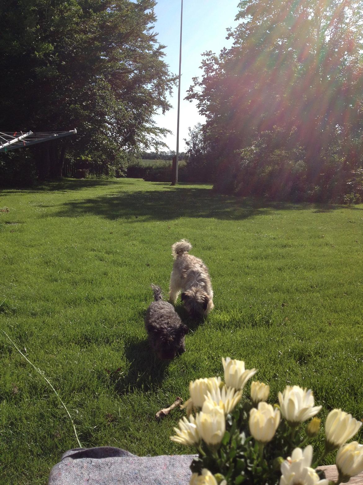 Blanding af racer Lucca billede 6