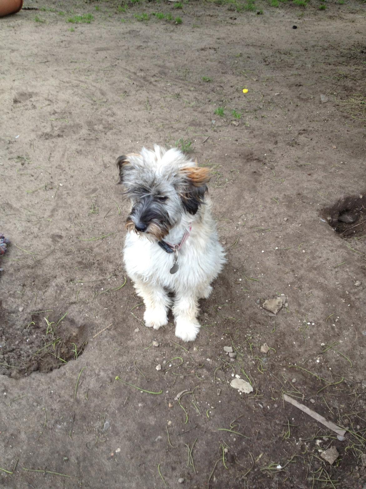 Blanding af racer Lucca billede 7