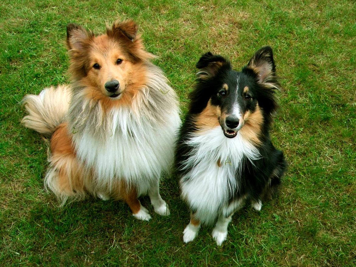 Shetland sheepdog Elverlamshuset's Uno - Uno og hans bedste ven, Justi  billede 15