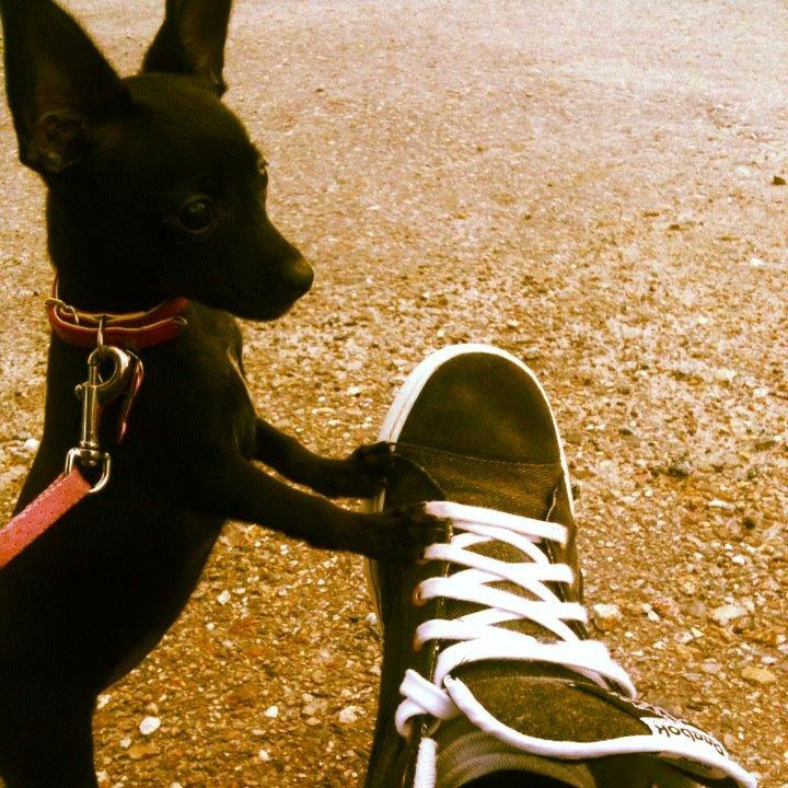 Blanding af racer Molly - Hun er det dejligste :) billede 17