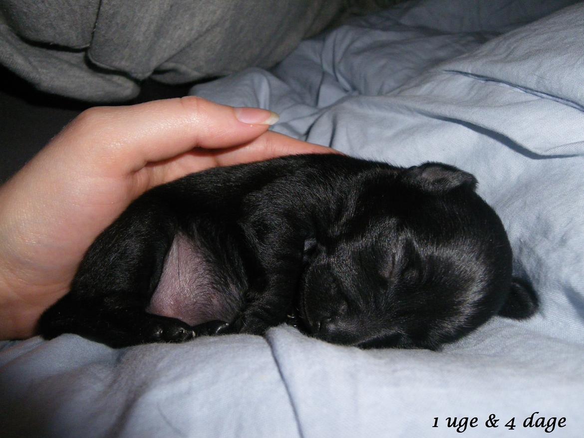 Blanding af racer Molly - 1 uge & 4 dage gammel :)) billede 18