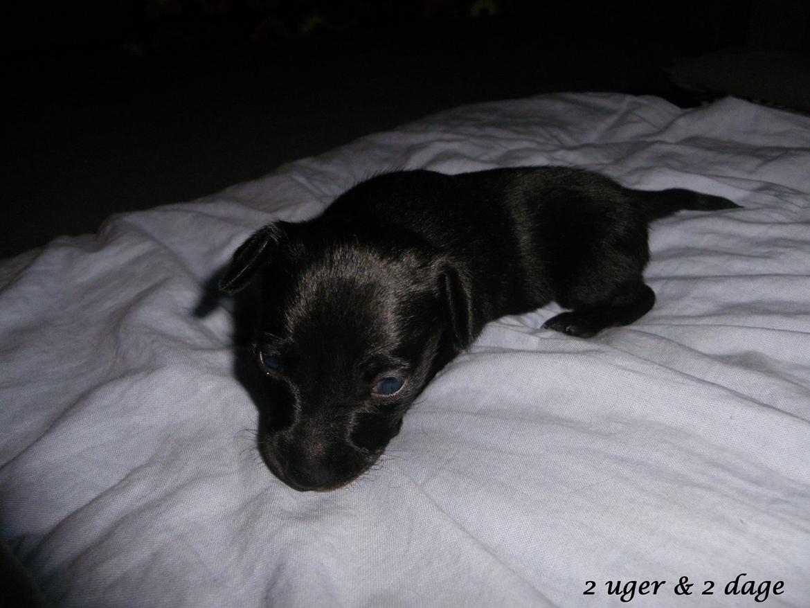 Blanding af racer Molly - 2 uger & 2 dage gammel :)) billede 19