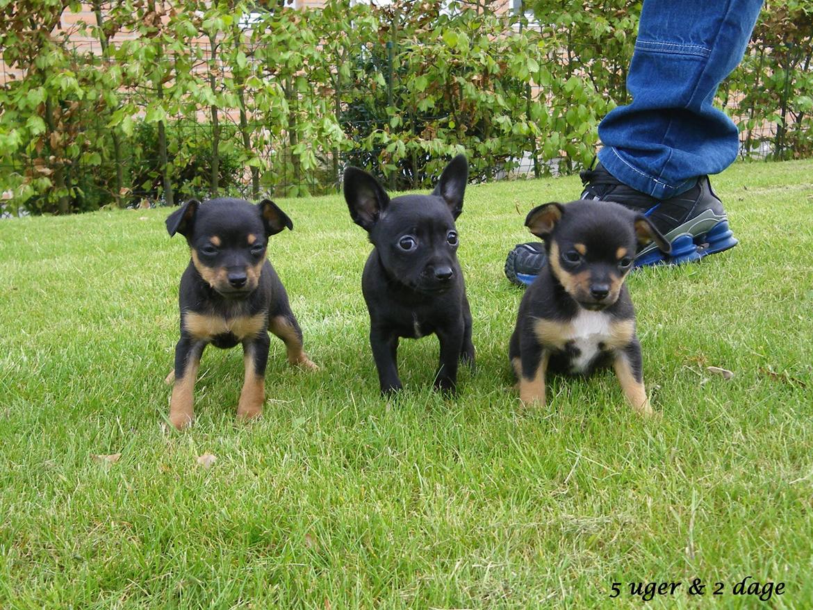 Blanding af racer Molly - 5 uger & 2 dage gammel :) Molly og hendes brødre. billede 20