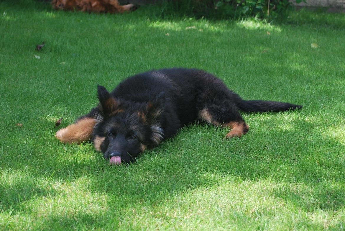 Schæferhund Kato - Så sød han er ;o)
ca 13 uger  billede 9