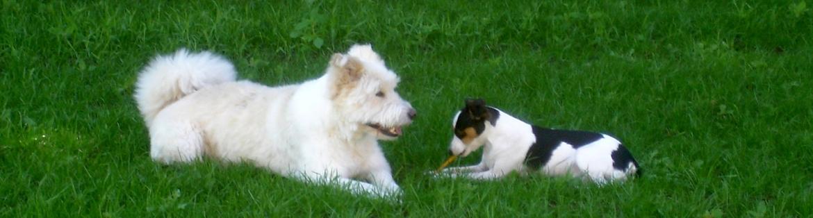 Dansk svensk gaardhund Milo Min Soulmate - Mig og min storebror billede 39