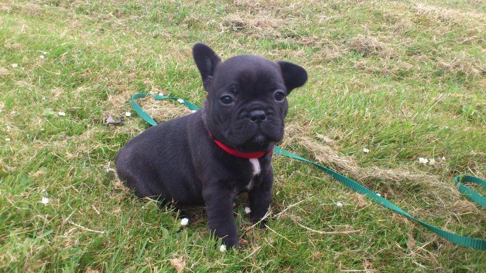 Fransk bulldog Frida - 5 uger gammel billede 4