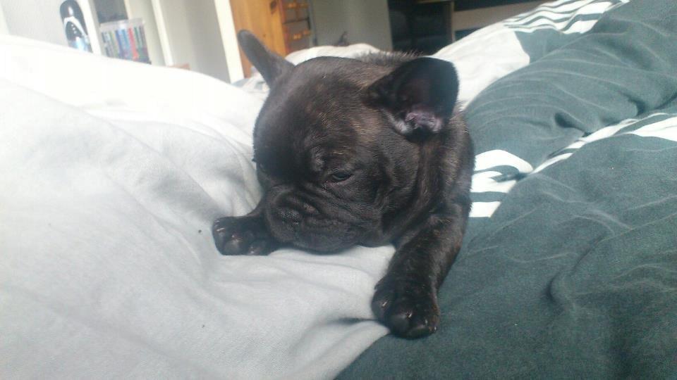 Fransk bulldog Frida - 7 uger gammel billede 5