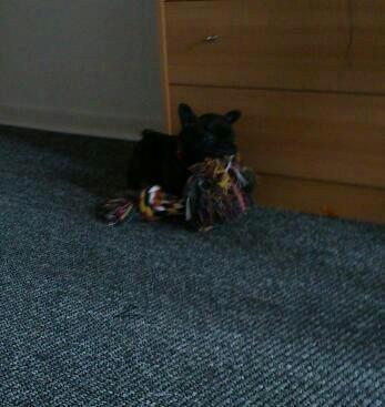 Fransk bulldog Frida - 5.1/2 uge gammel billede 6