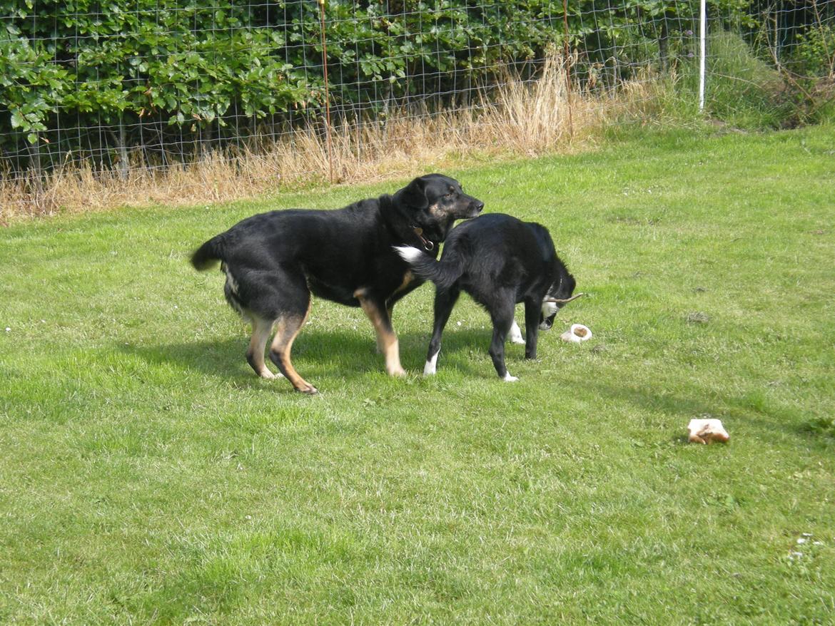 Blanding af racer Late billede 7