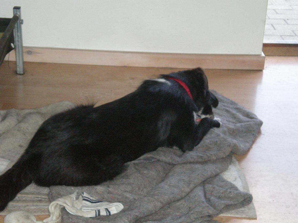 Blanding af racer Late billede 8