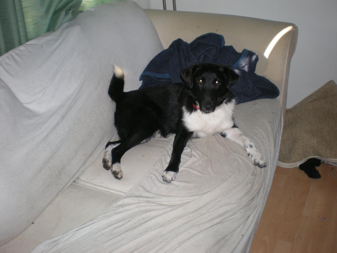 Blanding af racer Late billede 9