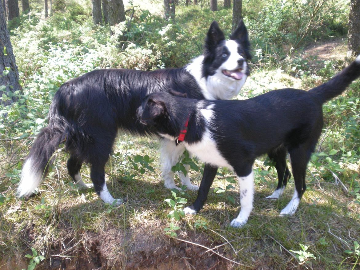 Blanding af racer Late billede 10