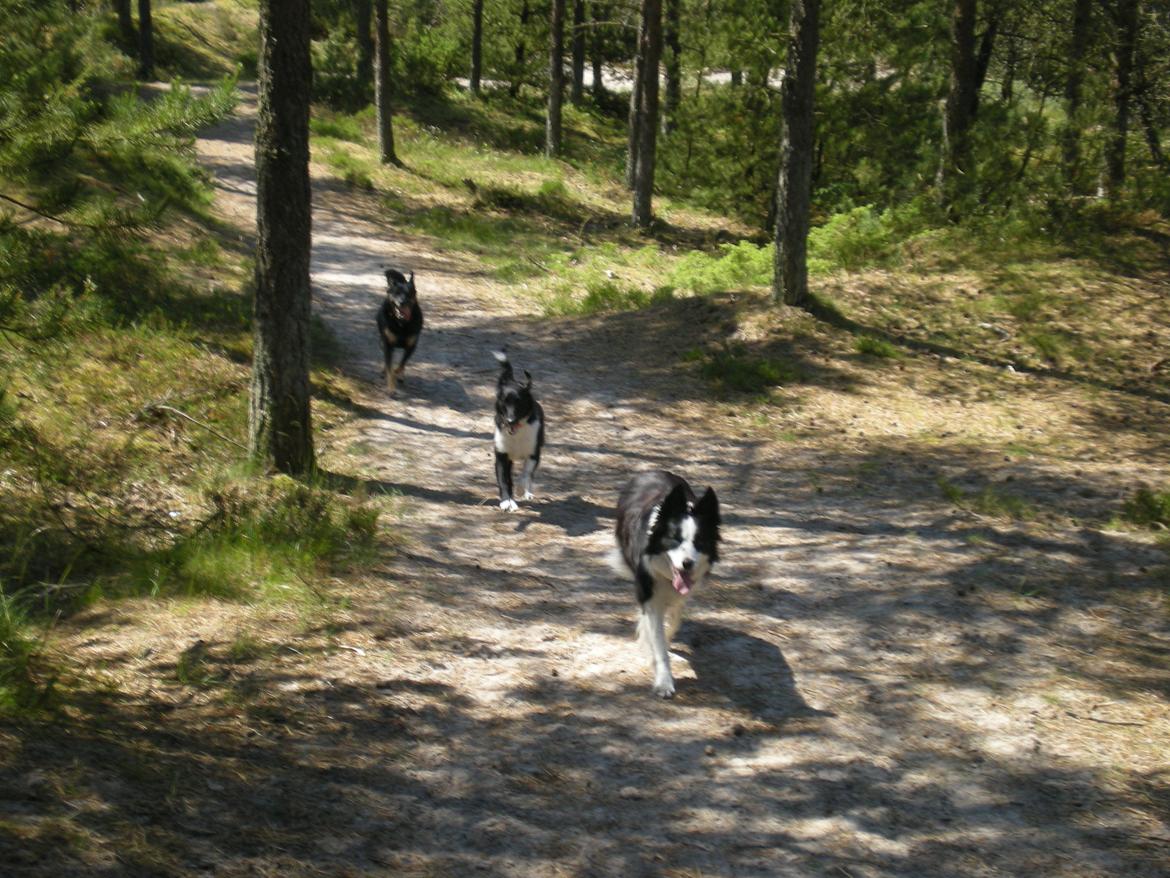 Blanding af racer Late billede 11