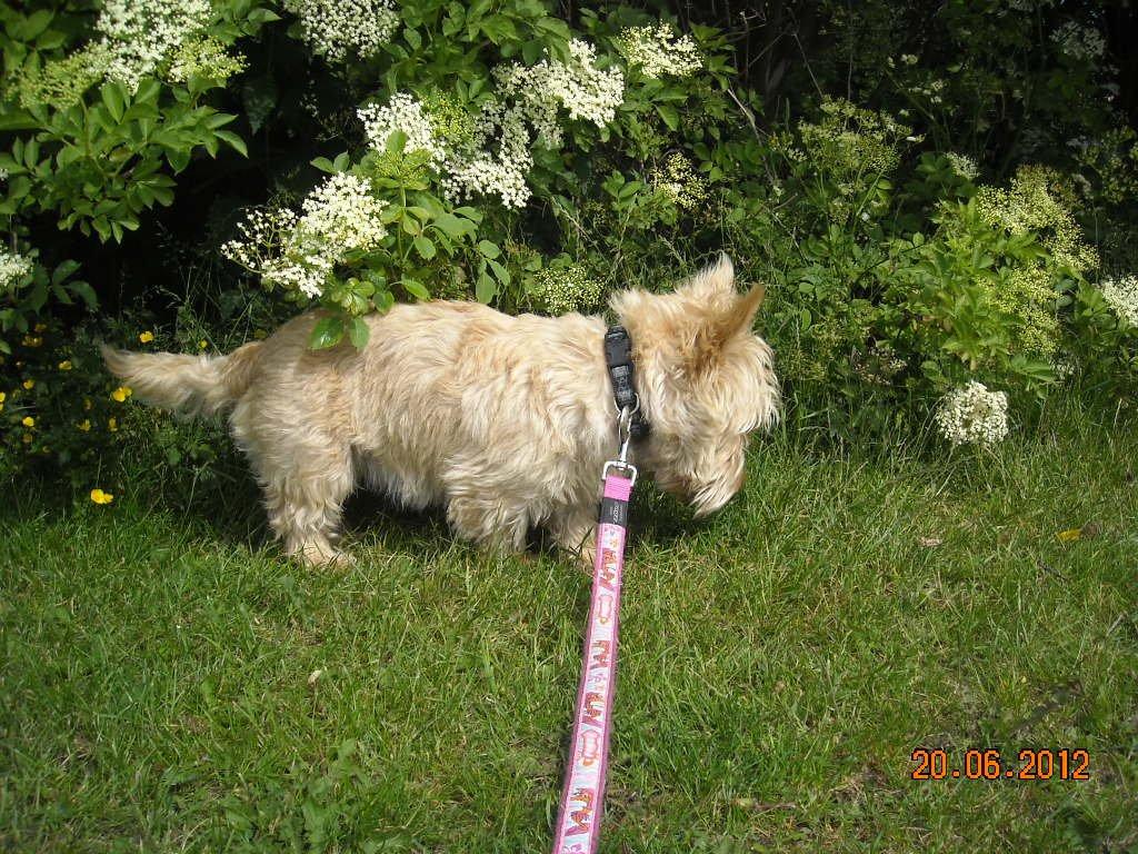 Skotsk terrier Ledagergård´s Gwen (Nancy) - Her er der noget interessant, men hvad mon det.. måske jeg skulle spørge Wattson :-) billede 7