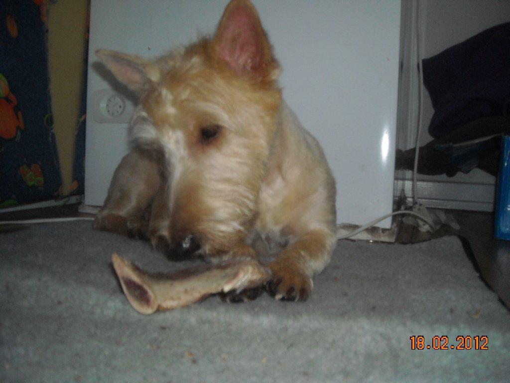 Skotsk terrier Ledagergård´s Gwen (Nancy) billede 10