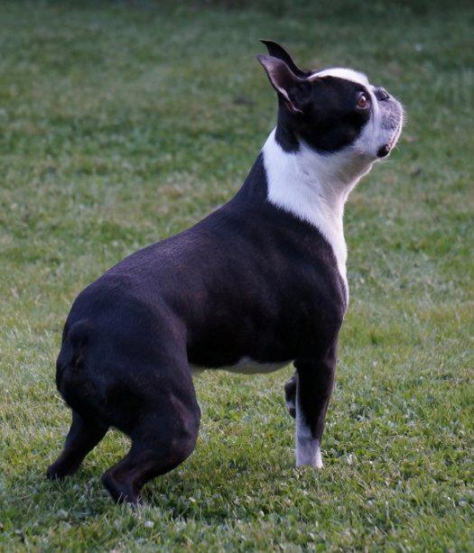 Boston terrier Alfred AKA Andersand billede 2