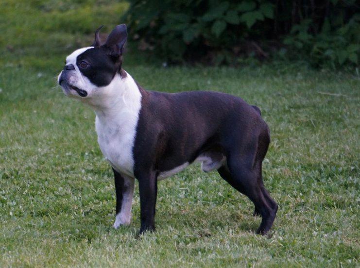 Boston terrier Alfred AKA Andersand billede 3