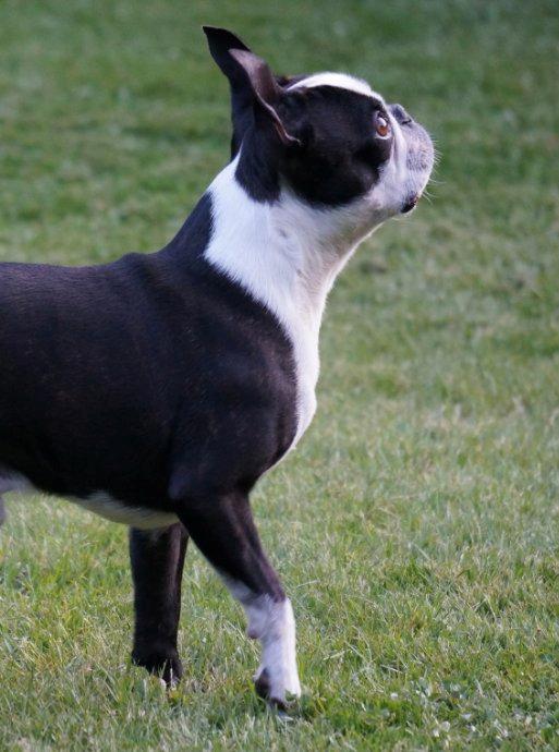 Boston terrier Alfred AKA Andersand billede 1