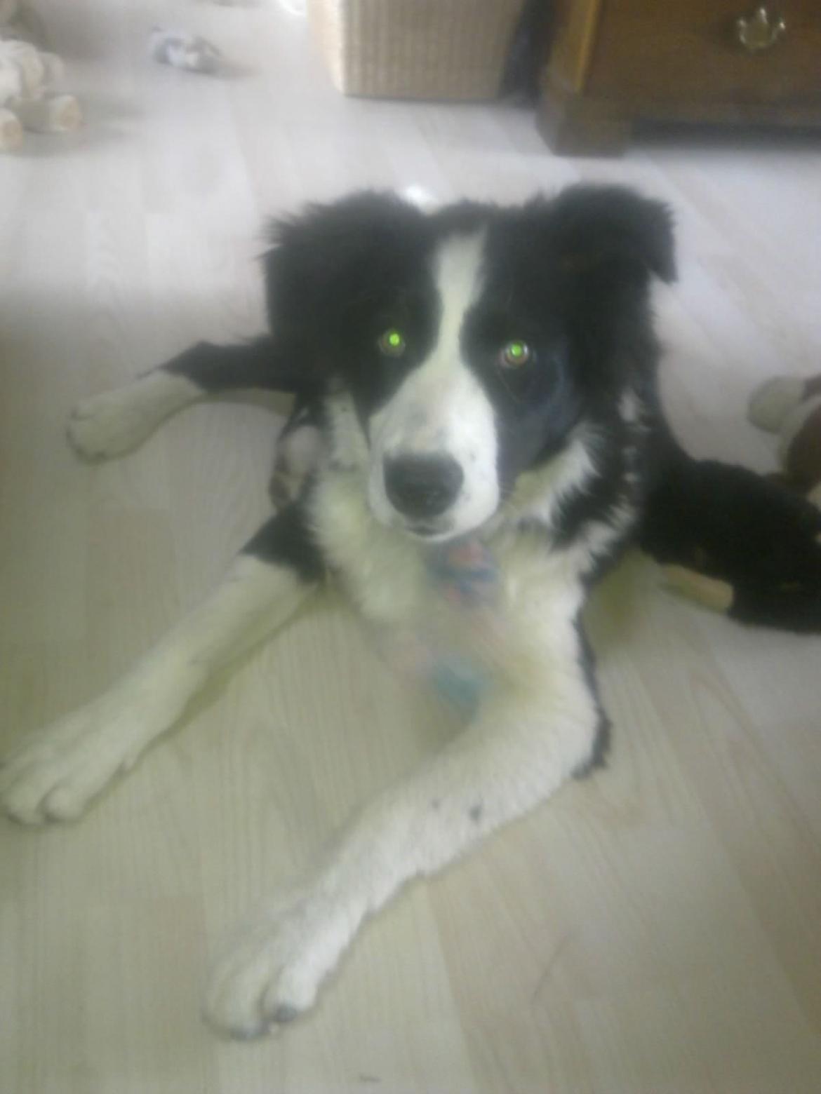 Border collie Futte - Det er dejligt når man får lov at komme ind og lege! :) billede 13