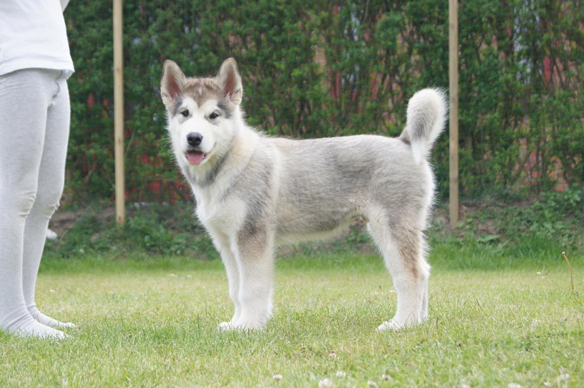 Alaskan malamute My Alaskan Final Dash (Koda) billede 4