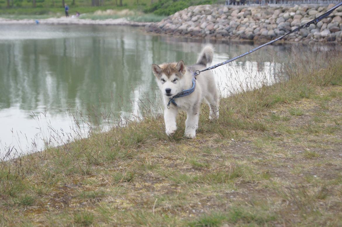Alaskan malamute My Alaskan Final Dash (Koda) billede 5