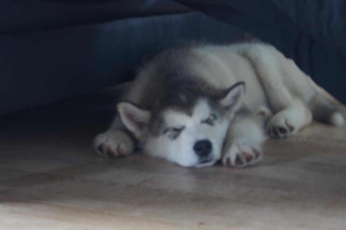 Alaskan malamute My Alaskan Final Dash (Koda) billede 6