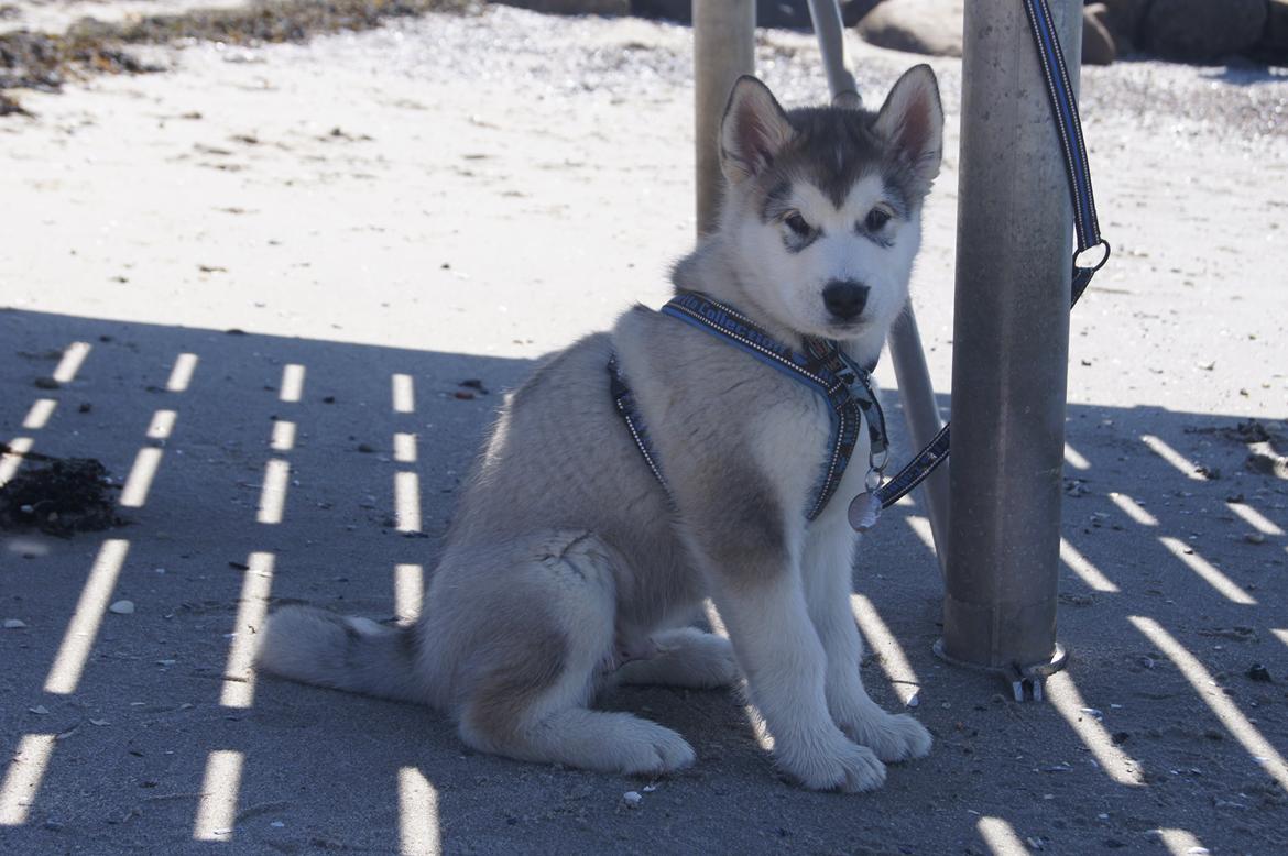 Alaskan malamute My Alaskan Final Dash (Koda) billede 3