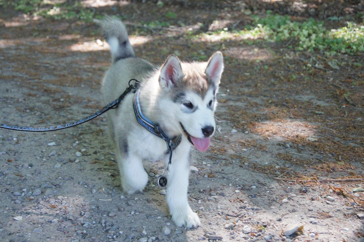 Alaskan malamute My Alaskan Final Dash (Koda) billede 7