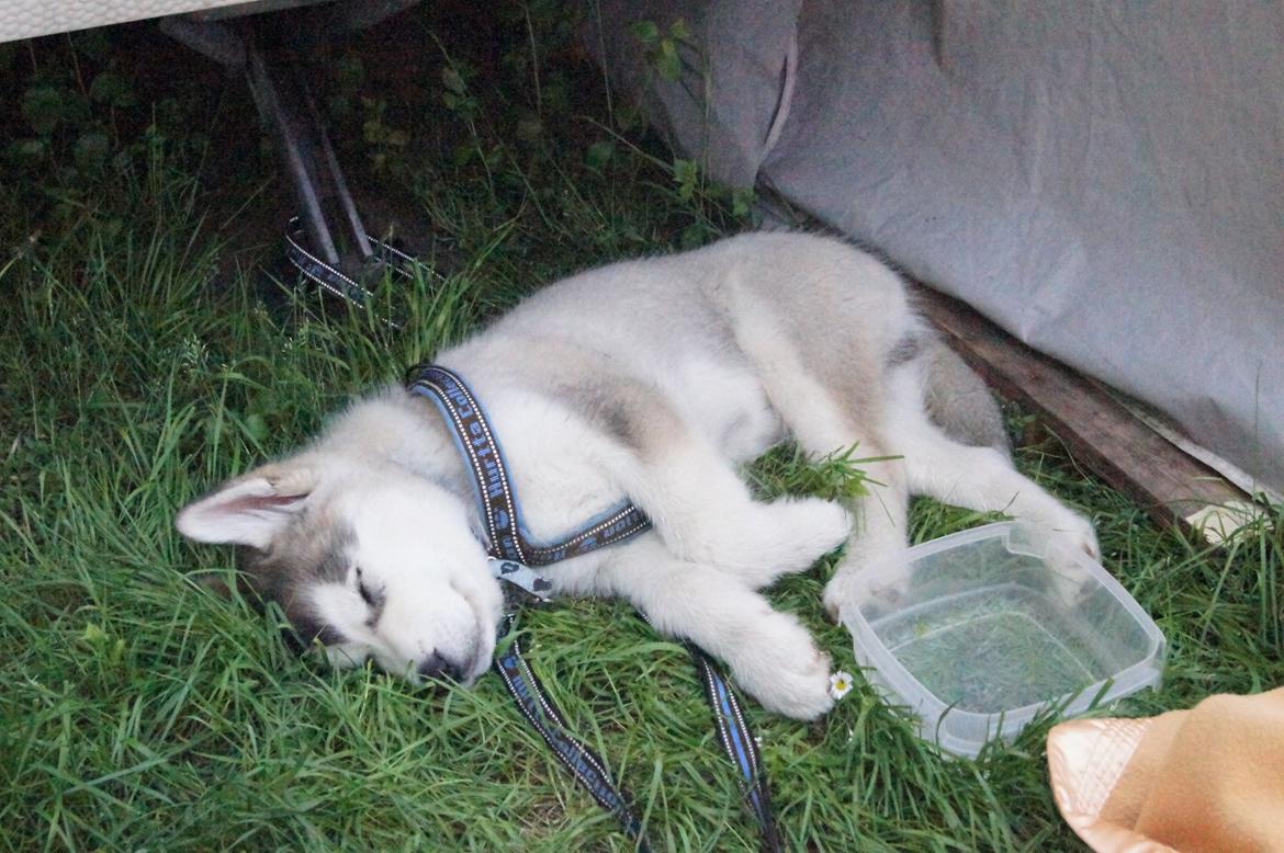 Alaskan malamute My Alaskan Final Dash (Koda) billede 8