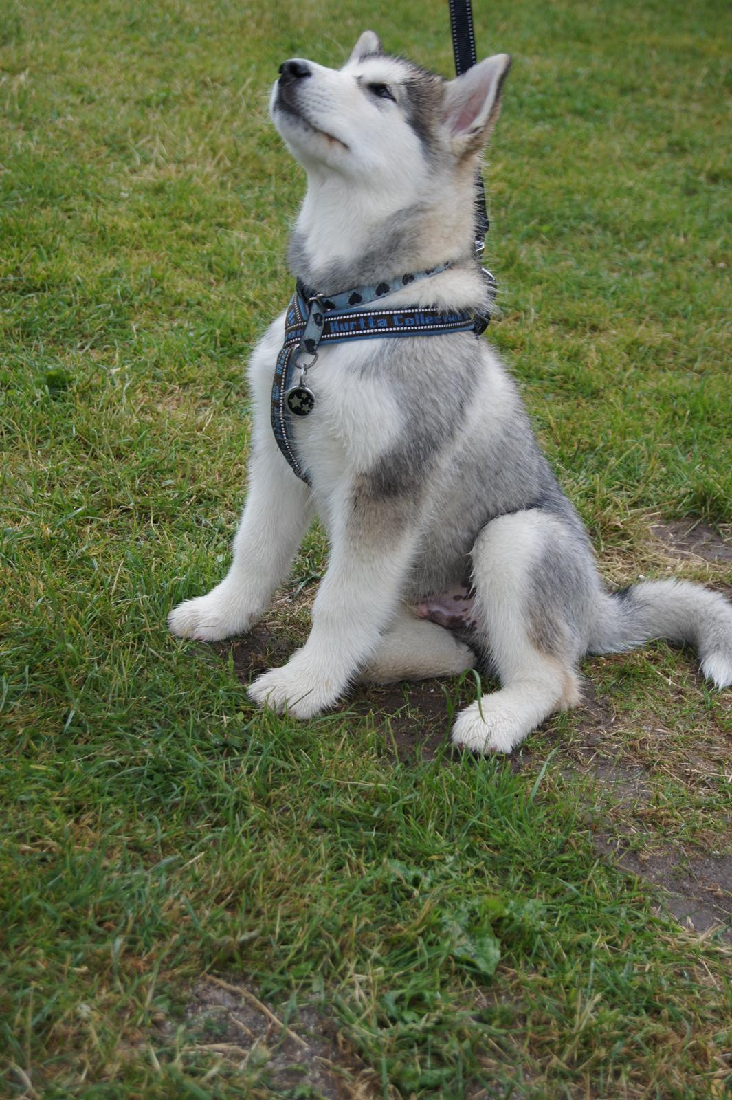 Alaskan malamute My Alaskan Final Dash (Koda) billede 9