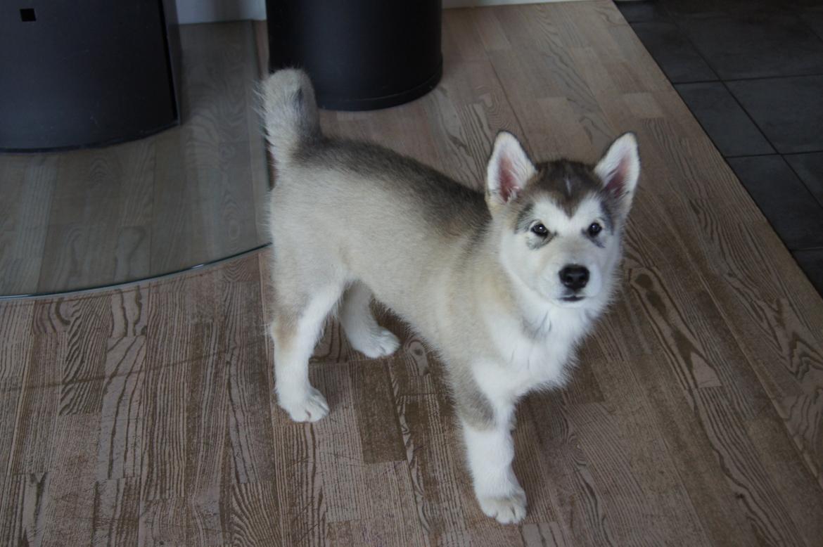 Alaskan malamute My Alaskan Final Dash (Koda) billede 10