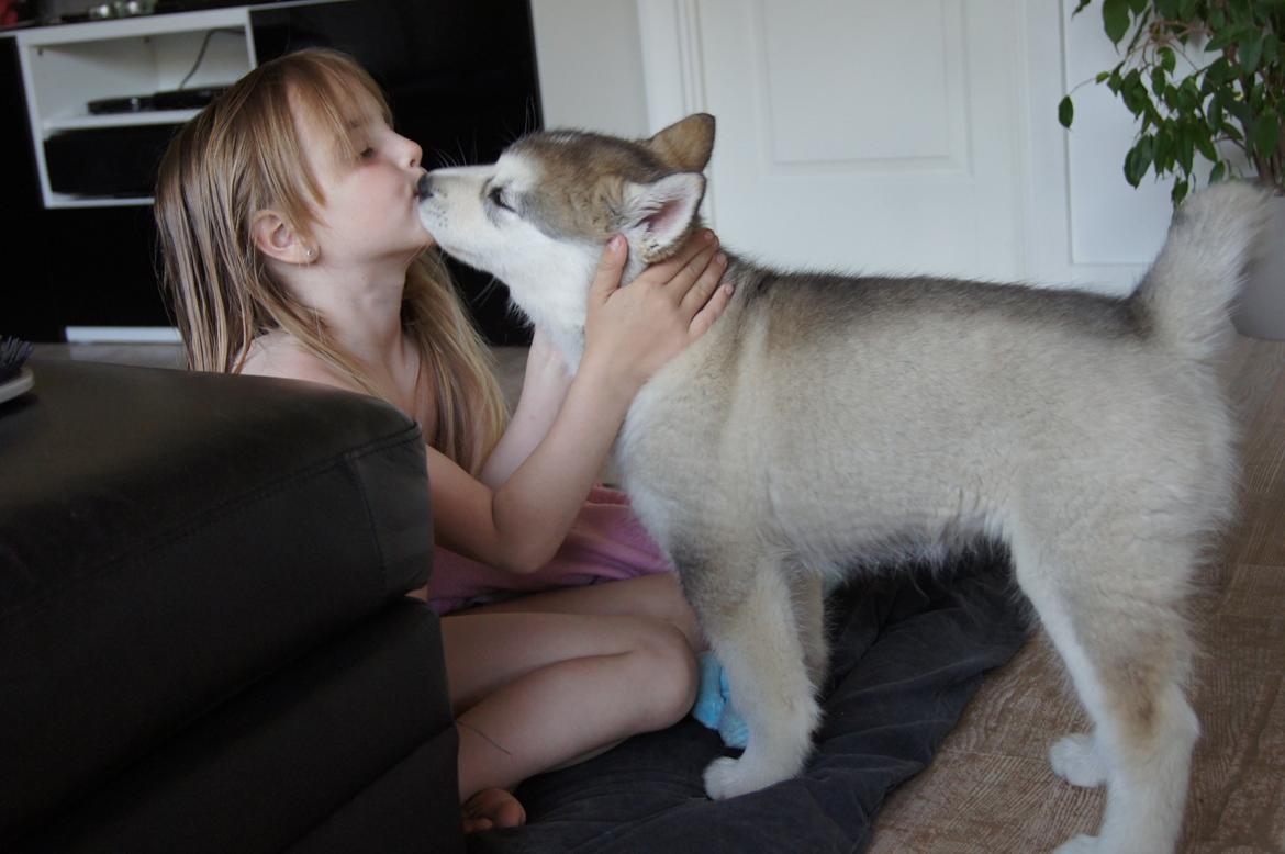 Alaskan malamute My Alaskan Final Dash (Koda) billede 11