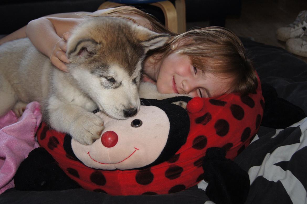 Alaskan malamute My Alaskan Final Dash (Koda) billede 12