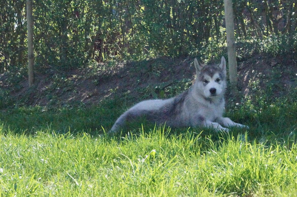 Alaskan malamute My Alaskan Final Dash (Koda) billede 13