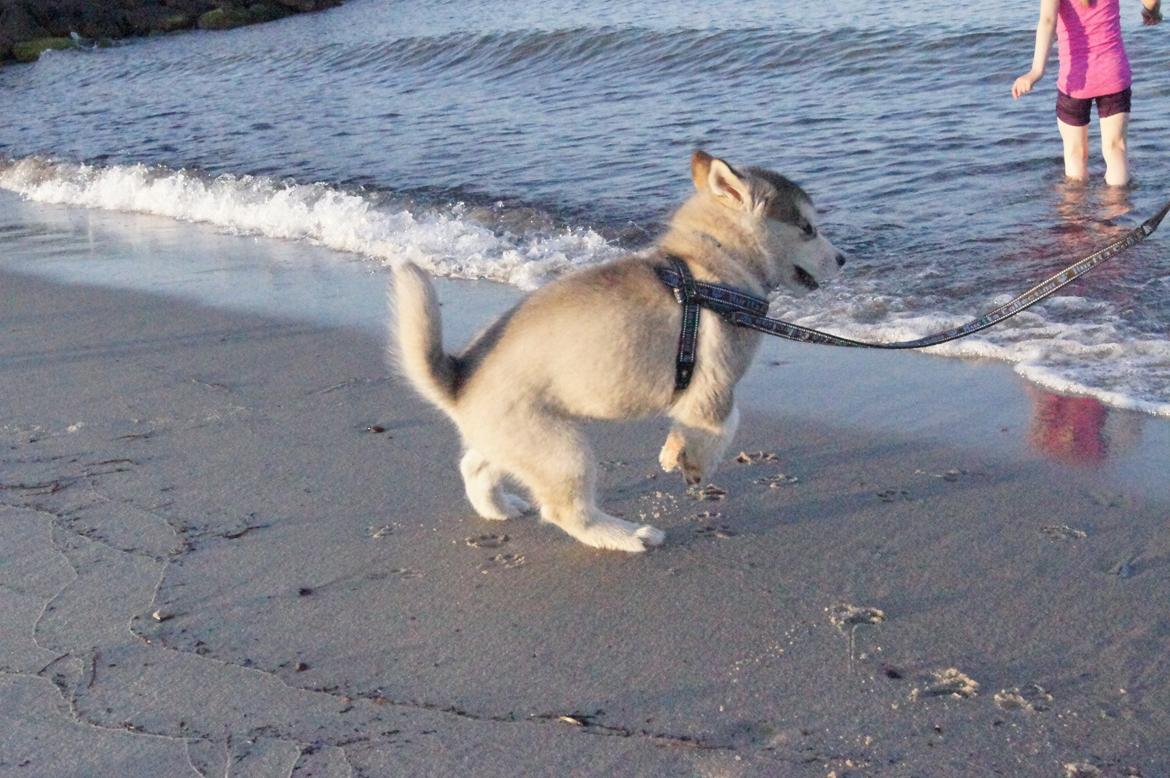 Alaskan malamute My Alaskan Final Dash (Koda) billede 14