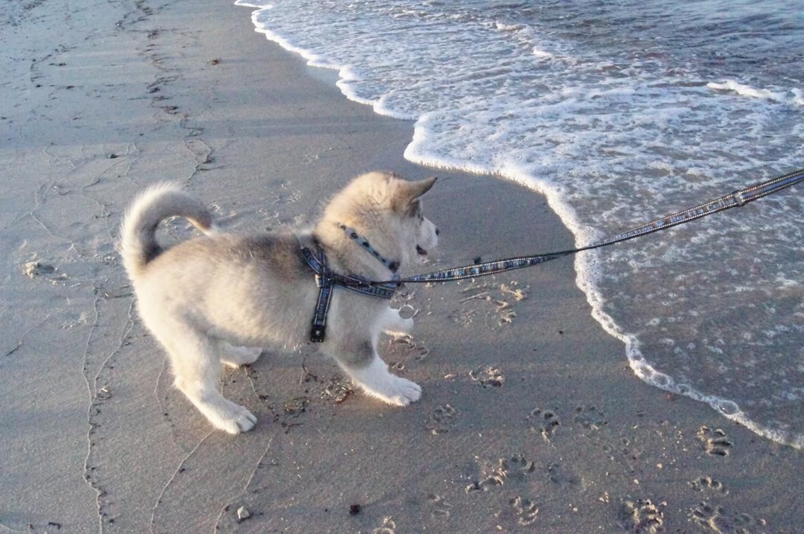 Alaskan malamute My Alaskan Final Dash (Koda) billede 15